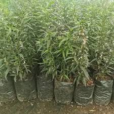 Image result for Strobilanthes anisophylla