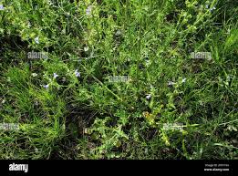 Image result for Salvia stenophylla