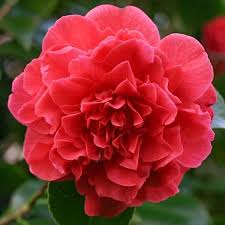 Delightfully Fragrant And Vigorous Award Winning Camellia Japonica 39 Kramer 39 S Supreme 39 Features Large Brilliant Red P Camellia Plants Live Plants