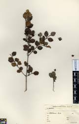 Image result for Lepidium bonariense