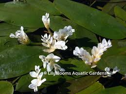 Image result for Aponogeton rehmannii