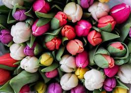 We offer cheap flower delivery so you can make that special someone light up with joy, send a colleague a message of congratulations, or even wish a friend a happy birthday, without breaking the bank. Best Florists And Online Flower Delivery Shops In Hong Kong Little Steps