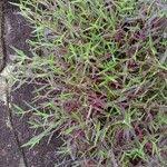 Image result for Digitaria abyssinica