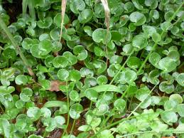 Image result for Heteranthoecia