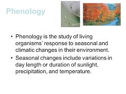Globe Plant Phenology Phenology Phenology Is The Study Of