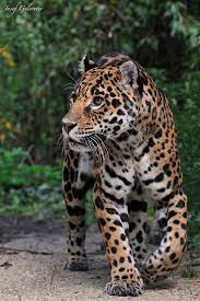 Pin By Distribuidoragrupo Condor On Imagenes De Animales Animals Wild Cats Beautiful Cats