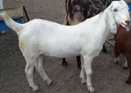 The place to buy/sell goats. Sojat Goat Breed Information Guide Goat Farming Goats Goat Farming Goat House