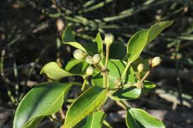 Image result for Marsdenia macrantha