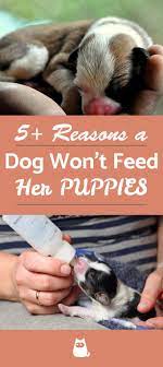 My Dog Won T Feed Her Puppies Causes And What To Do Newborn Puppy Care Newborn And Dog Weaning Puppies