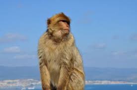 Madrid hatte jedoch auf der aufsicht über die. Freilaufende Affen Von Gibraltar Bild Affenfelsen Und St Michael S Cave In Gibraltar