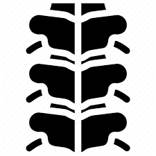 Anatomy Biology Bone Organ Skeleton Spine Surgery Icon Download On Iconfinder Glyph Icon Icon Glyphs