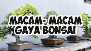 Gaya bahasa digunakan agar penulis dapat mengarahkan emosi pembaca ke arah tertentu sesuai dengan konteks tulisan yang. Keajaiban Uniknya Bonsai 30 Macam Macam Gaya Bonsai Youtube