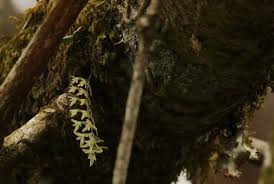 Image result for Angraecopsis amaniensis