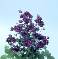 Vulgaris columbine dark purple seeds. Aquilegia Vulgaris Clementine Dark Purple