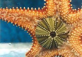Estrella De Mar Animals Starfish Shells