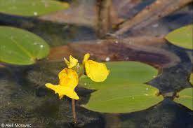 Image result for Utricularia australis