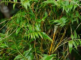 Image result for Bambusa