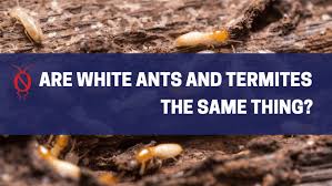 How to treat carpenter ant bites. Are White Ants And Termites The Same Thing Paragon Pest Management