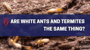 How about other troublesome pests? Are White Ants And Termites The Same Thing Paragon Pest Management