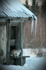 Een van de dierenverzorgrs wilde kijken of het goed ging met de dieren, maar door de sneeuw was hij niet in staat om naar de dierentuin te. 480 Ideeen Over Dieren In De Winter In 2021 Dieren Sneeuw Winter