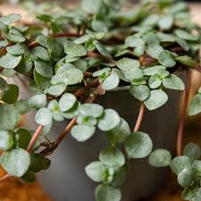 Image result for Pilea angolensis