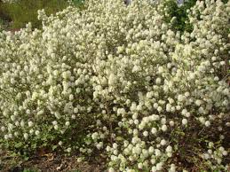 Image result for Hamamelidaceae