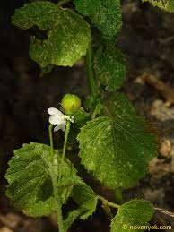 Image result for Hibiscus micranthus