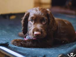 Image result for německý křepelák postava