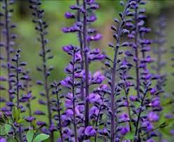 Baptisias, native to north america, offer beauty along with a tough character and carefree nature. Purple Smoke Baptisia Wild Indigo Drought Resistant Plants Almost Eden