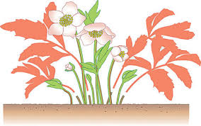 In heimischen gärten finden sich vor allem zwei gattungen 10 Tipps Fur Prachtige Christrosen Mein Schoner Garten