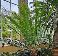 Image result for Encephalartos senticosus