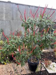 Image result for Acanthopale confertiflora