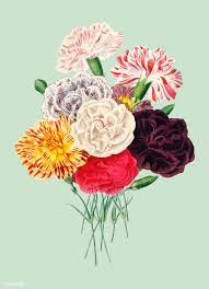 Carnation Dianthus Caryophyllus Illustrated By Charles Dessalines D Orbigny 1806 1876 Digitally E Vintage Illustration Illustration Dianthus Caryophyllus