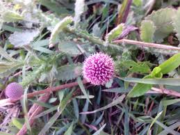 Image result for Sphaeranthus peduncularis