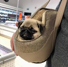 pin von beth demann auf pugs mops hund leben als mops mopswelpen