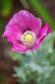 Same day delivery · 20% off all items · from $19.99 You Re Planting That Old Thing The New York Times