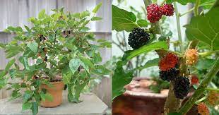 Dreamstime is the world`s largest stock photography community. Growing Mulberry In Containers How To Grow Mulberry Tree In A Pot Balcony Garden Web