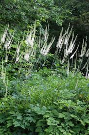 Image result for Faurea racemosa