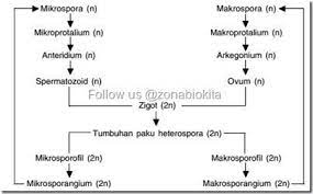 Metagenesis tumbuhan paku penjelasan beserta gambar metagenesis tumbuhan paku pada kesempatan kali ini kita akan membahas mengenai tumbuhan paku keturunan peralihan keturunan ini menghasilkan spora jantan dan betina yang sama ukurannya contoh tumbuhan paku ekor kuda. Buatlah Skema Metagenesis Tumbuhan Paku Peralihan Brainly Co Id