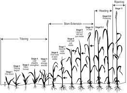 Read the owners' manual that came with the combine to see how to adjust the settings for your wheat crop. Wheat Growth Stages