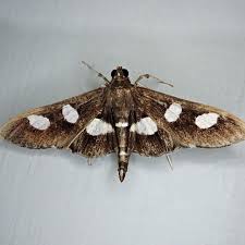Image result for Disperis sp. nov. aff. macowanii