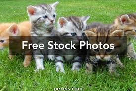 Some websites allow you to download pictures for private use (e.g. 7 000 Best Cats Photos 100 Free Download Pexels Stock Photos