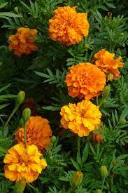 Get A Jump On Spring By Starting Seeds Indoors Now Birth Month Flowers Month Flowers Fall Container Gardens