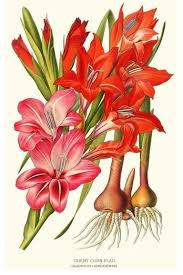 Check spelling or type a new query. Vintage Botanical Flower Art Print Gladiolus Ghent Corn Flag Traditional Prints And Posters By Charting Nature Houzz
