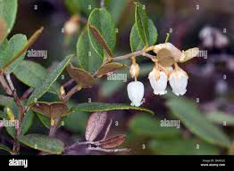 Image result for Chamaeclitandra