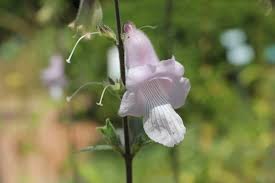 Image result for Ceratotheca triloba