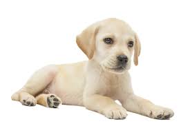 Image result for labrador retrívr