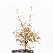 Image result for Coptosperma rhodesiacum