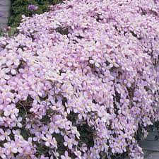 The flowers are similar to that of clematis 'mayleen' but slightly smaller (around 5cm). Clematis Montana Rubens Deciduous Scented Pink Flowering Climber Shrub Ebay