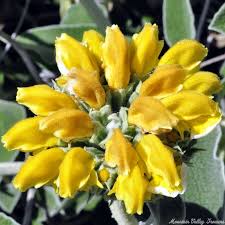 Image result for Phlomis fruticosa